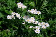 Flore des crins - Anmone  fleurs de narcisse - Anemone narcissiflora - Renonculaces