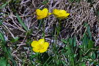 Flore des crins - Renoncule des montagnes - Ranunculus montanus - Renonculaces