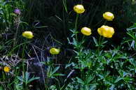 Flore des crins - Trolle des Alpes, Trolle d'Europe - Trollius europaeus - Renonculaces