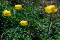 Flore des crins - Trolle des Alpes, Trolle d'Europe - Trollius europaeus - Renonculaces