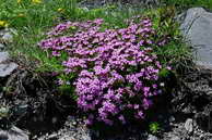 Flore des crins - Silne acaule - Silene acaulis - Caryophyllaces