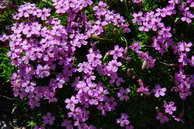 Flore des crins - Silne acaule - Silene acaulis - Caryophyllaces