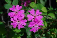 Flore des crins - Lychnis fleur- de-Jupiter - Lychnis flos-Jovis - Caryophyllaces