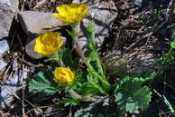 Flore des crins - Benote des montagnes - Geum montanum - Rosaces