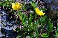 Flore des crins - Benote des montagnes - Geum montanum - Rosaces