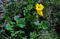 Flore des crins - Benote des montagnes - Geum montanum - Rosaces