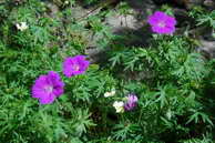 Flore des crins - Granium sanguin - Geranium sanguineum - Graniaces
