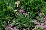 Flore des crins - Pdiculaire tubreuse - Pedicularis tuberosa - Scrophulariaces