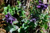 Flore des crins - Bartsie des Alpes - Bartsia alpina - Scrophulariaces