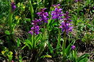 Flore des crins - Orchis .. - .. - Orchidaces