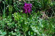 Flore des crins - Orchis sureau, forme rouge - Dactylorhiza sambucina - Orchidaces