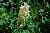 Flore des crins - Orchis sureau, forme jaune - Dactylorhiza sambucina - Orchidaces