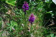 Flore des crins - Orchis alpestre (?) - Dactylorhiza majalis - Orchidaces