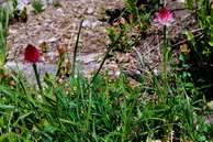Flore des crins - Nigritelle de Cornelia - Nigritella corneliana - Orchidaces