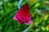 Flore des crins - Nigritelle de Cornelia - Nigritella corneliana - Orchidaces