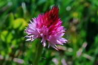 Flore des crins - Nigritelle de Cornelia - Nigritella corneliana - Orchidaces