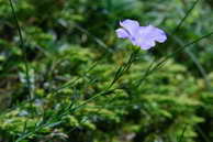 Flore des crins - Lin des Alpes - Linum alpinum - Linaces