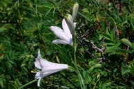 Flore des crins - Lis de Saint-Bruno, Paradisie - Paradisea liliastrum - Liliaces