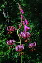 Flore des crins - Lis martagon - Lilium martagon - Liliaces 