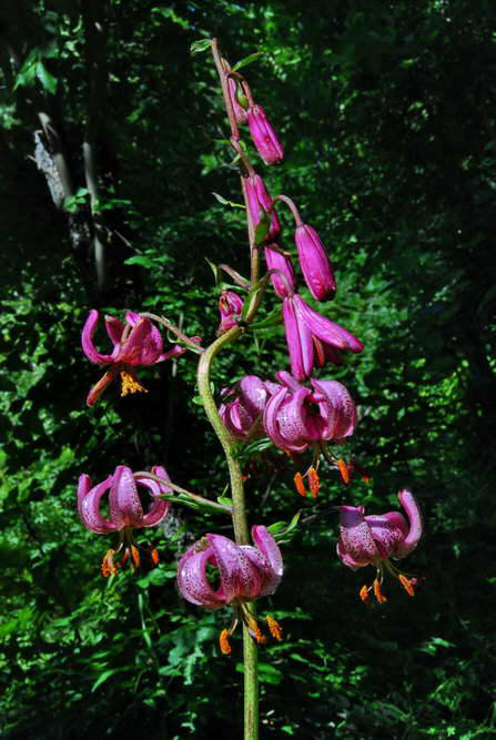 Flore des crins - Lis martagon - Lilium martagon - Liliaces