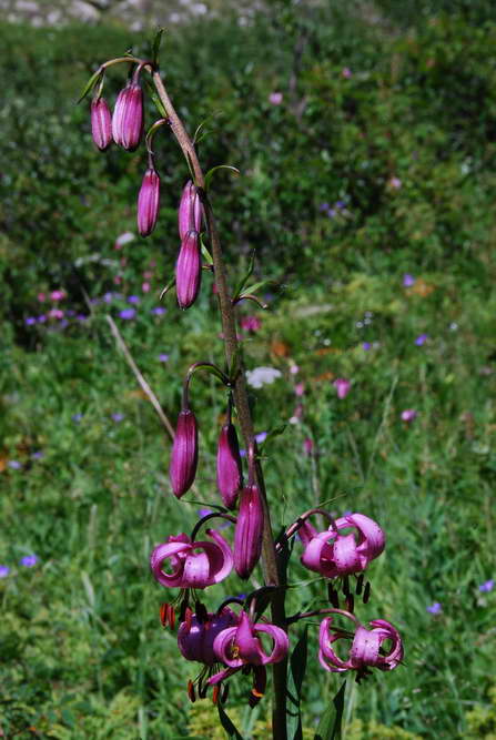 Flore des crins - Lis martagon - Lilium martagon - Liliaces