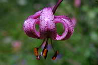 Flore des crins - Lis martagon - Lilium martagon - Liliaces