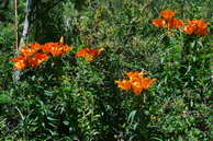 Flore des crins - Lis orang - Lilium bulbiferum - Liliaces