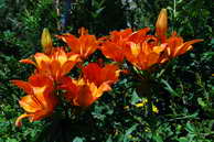 Flore des crins - Lis orang - Lilium bulbiferum - Liliaces