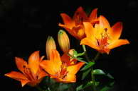 Flore des crins - Lis orang - Lilium bulbiferum - Liliaces