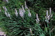 Flore des crins - Asphodle blanc - Asphodelus albus - Liliaces
