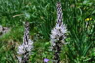 Flore des crins - Asphodle blanc - Asphodelus albus - Liliaces