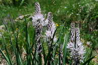 Flore des crins - Asphodle blanc - Asphodelus albus - Liliaces