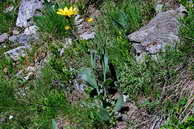 Flore des crins - Sneon Doronic - Senecio doronicum - Astraces