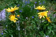 Flore des crins - Sneon Doronic - Senecio doronicum - Astraces
