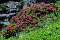 Flore des crins - Rhododendron ferrugineux - Rhododendron ferrugineum - ricaces