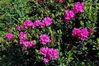 Flore des crins - Rhododendron ferrugineux - Rhododendron ferrugineum - ricaces