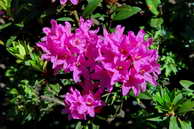 Flore des crins - Rhododendron ferrugineux - Rhododendron ferrugineum - ricaces