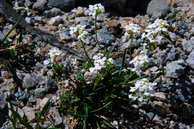 Arabette des Alpes - Arabis alpina - Brassicaces