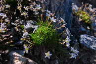 Flore des crins - Sabline cilie - Arenaria ciliata - Caryophyllaces