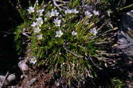 Flore des crins - Sabline cilie - Arenaria ciliata - Caryophyllaces