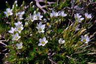 Flore des crins - Sabline cilie - Arenaria ciliata - Caryophyllaces