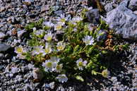 Flore des crins - Craiste alpin - Cerastium alpinum - Caryophyllaces