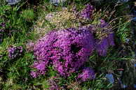 Flore des crins - Silne sans pdoncule - Silene exscapa - Caryophyllaces