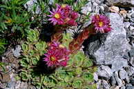 Flore des crins - Joubarbe des montagnes - Sempervivum montanum - Crassulaces