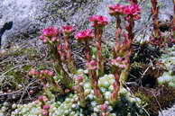 Flore des crins - Joubarbe  toile d'araigne - Sempervivum arachnoideum - Crassulaces