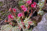 Flore des crins - Joubarbe  toile d'araigne - Sempervivum arachnoideum - Crassulaces