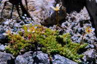 Flore des crins - Saxifrage mousse - Saxifraga bryoides - Saxifragaces