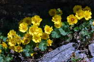 Flore des crins - Benote rampante - Geum reptans - Rosaces