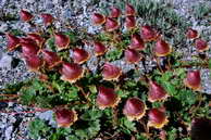 Flore des crins - Benote rampante - Geum reptans - Rosaces (fructification)