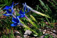 Flore des crins - Gentiane  feuilles courtes - Gentiana brachyphylla - Gentianaces